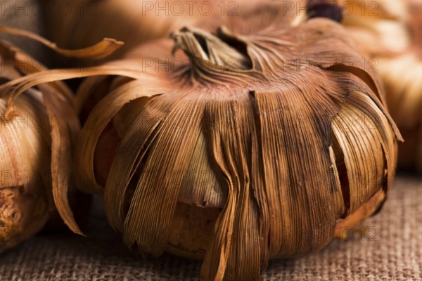 Gladiola bulbs ready to plant in the spring garden