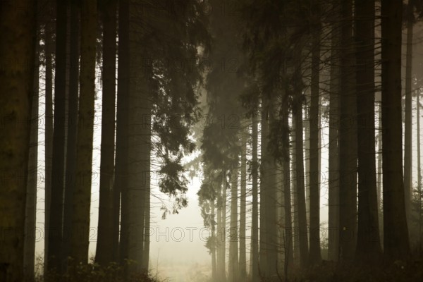 Traumatic path in a forest