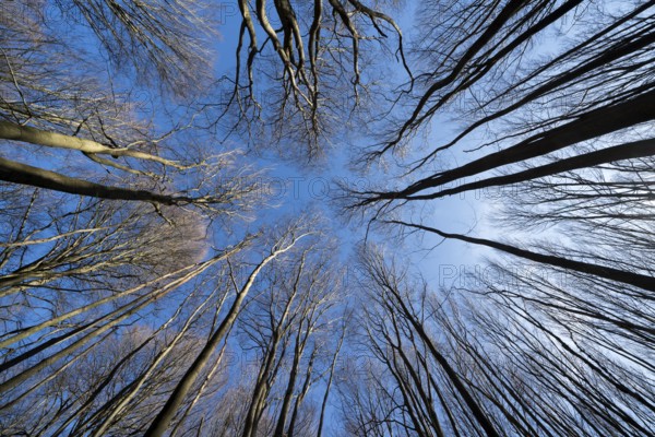 Primeval forest Urwald Sababurg, Hofgeismar, Weser Uplands, Weserbergland, Hesse, Germany, Europe