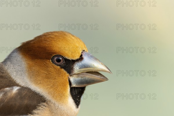 Hawfinch male (Coccothraustes coccothraustes), close-up of the head, protected forest, Black Forest, Germany, Europe