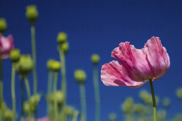 Opium poppy (Papaver somniferum), opium poppy cultivation in Germany