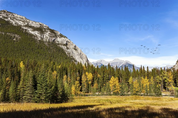 The Banff in the Rocky Mountains. Canada. Sunny day in autumn Indian summer. The mountains are covered with dense spruce forest