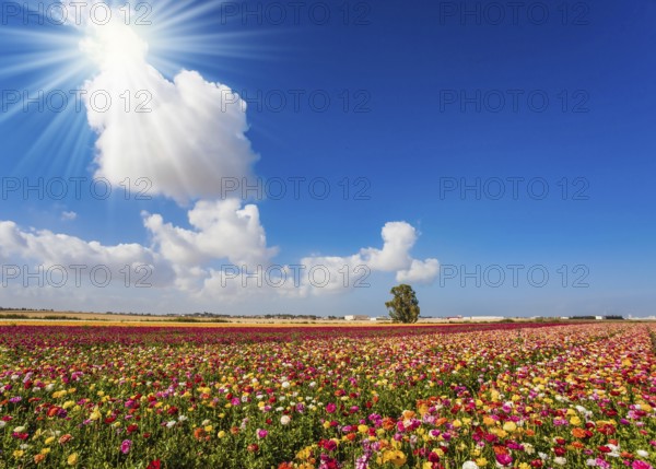 Spring in Israel. Easter week. Bright lush spring blooming of garden buttercups in the farm field. Concept of active and ecological tourism