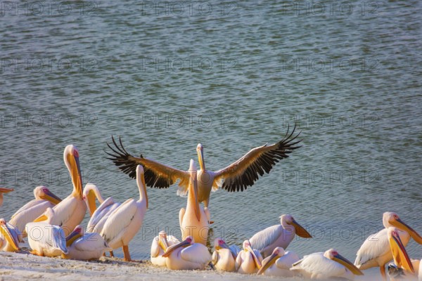 Wonderful haven. Thousands of pelicans stop in Israel on their way from Europe to Africa. The lake in the Hefer Valley in Israel was built specifically to help migratory birds