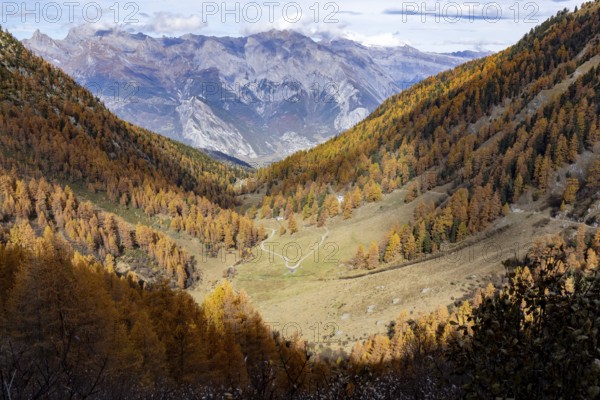 Autumnal larch forests with a view of the main valley of the Valais, Rhone Valley, Vallon d'Arbi, La Tzoumaz, Riddes, Valais, Switzerland, Europe
