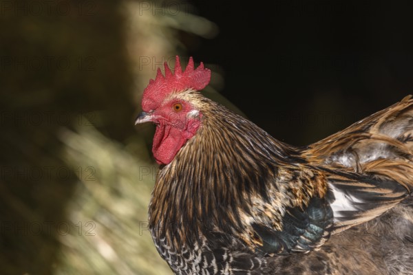 Free-ranging barnyard rooster with colorful plumage, outdoor breeding. Bas-Rhin, Collectivite europeenne d'Alsace, Grand Est, France, Europe