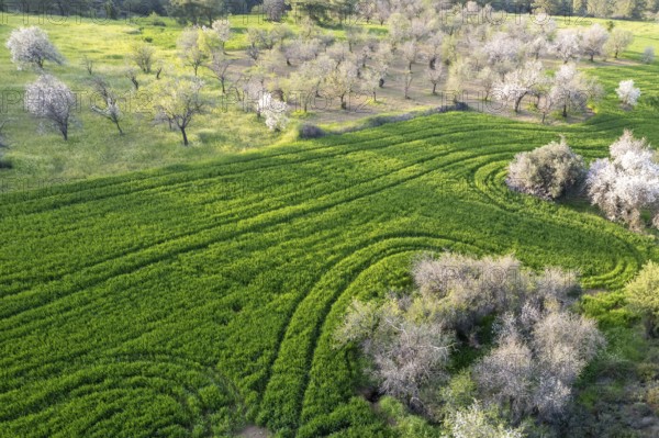 Drone aerial view of green meadow agriculture field and blooming almond tree. Spring season outdoor. Cyprus landscape