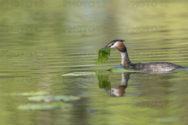 Great Crested Grebe (Podiceps cristatus) on its nest with two eggs. Bas-Rhin, Collectivite europeenne d'Alsace, Grand Est, France, Europe
