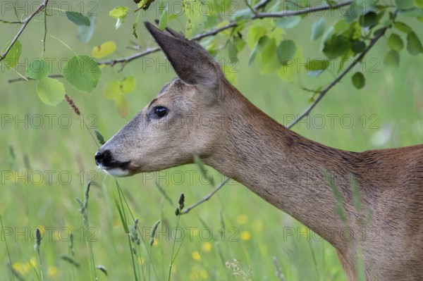 Roe deer in the forest, Capreolus capreolus. Wild roe deer in nature