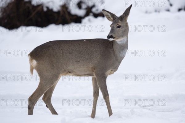 Wild roe deer in the snow. Capreolus capreolus