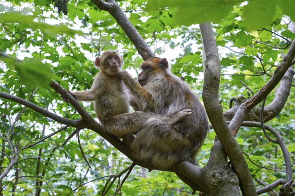Barbary apes macaca sylvanus macaque monkeys outdoor