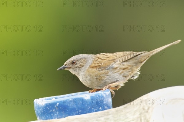 Dunnock at a feeder