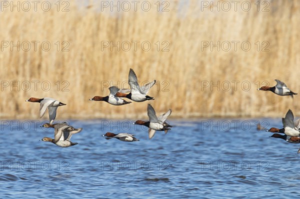 Common Pochard ducks flying over water (Aythya ferina)