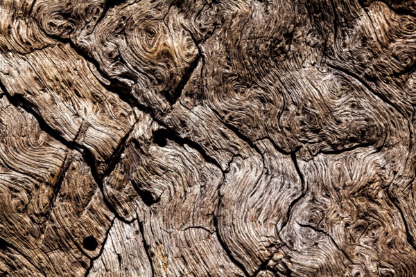 Bark structures, Primeval forest Urwald Sababurg, Weser Uplands, Weserbergland, Hesse, Germany, Europe