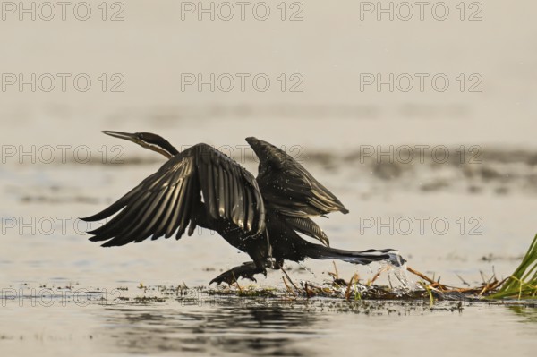 African Darter (Anhinga rufa), Moremi Game Reserve, Okavango Delta, Maun, Botswana, Africa