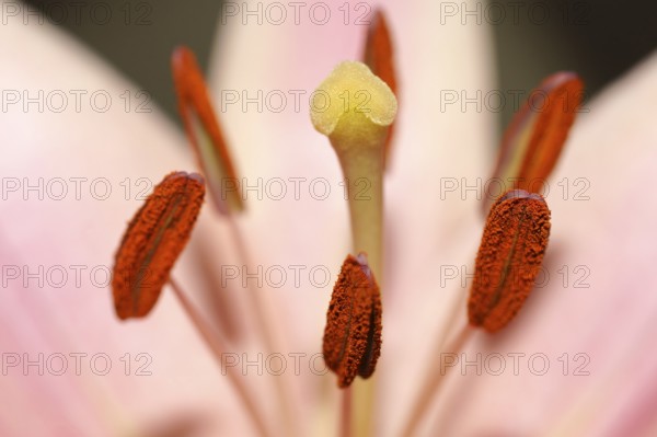 The macro close-up of a flower with pistil, pollen and stamens