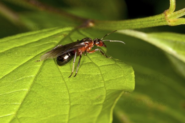 Formica pratensis, queen, Formica pratensis