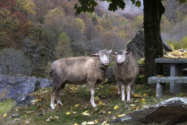 In an autumnal landscape, two little sheep seeking shelter under a tree observe their surroundings. Landscape format. In autumnal landscape two little sheep, looking under a tree for shelter, watch their environment. Horizontal format