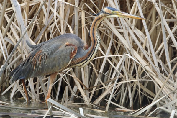 Purple Heron, Ardea purpurea