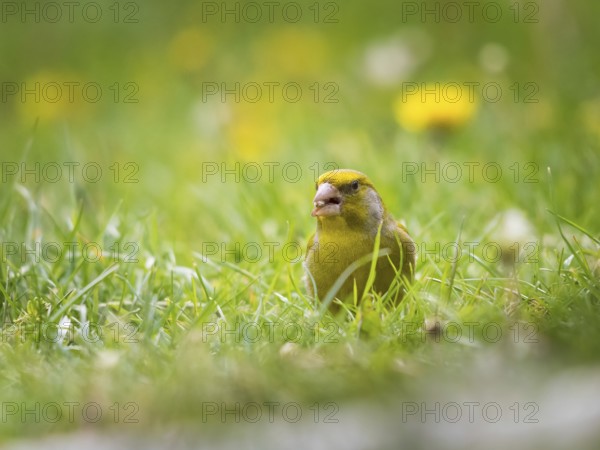 Green and yellow songbird, Detailed Greenfinch standing in grass. In the background special green and yellow bokeh