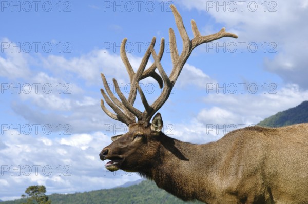 Elk stag in velvet, West Coast, South Island, New Zealand, Oceania