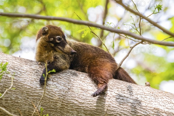Central America, Costa Rica, coati, coati, (Nasua narica), resting on tree trunk, animals, mammals Palo Verde, Central America