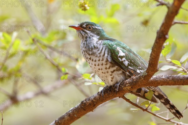 Golden cuckoo, Afrotropical species, family of golden cuckoos, cuckoo, (Chrysococcyx caprius), Wadi Darbat, Salalah, Dhofar, Oman, Asia