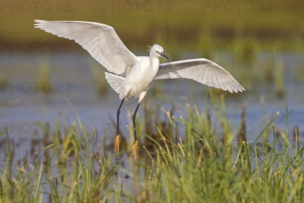 Animals, birds, heron, egret, biotope, habitat, foraging, (Egretta garzetta), Lesbos, Greece, Europe