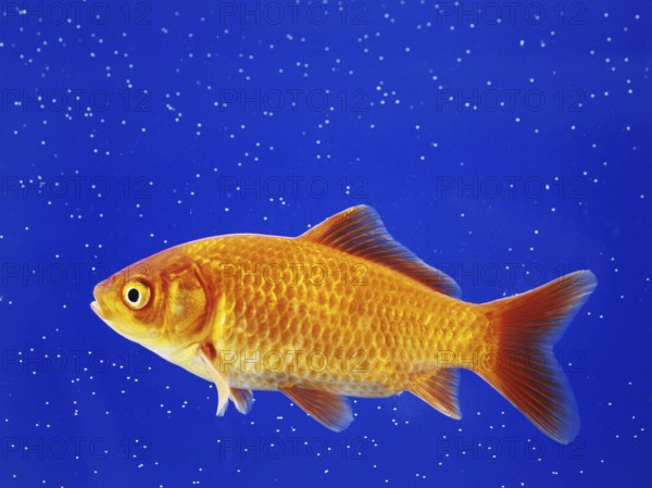A goldfish swimming in an aquarium, animals, fish, close-up studio shot, Lower Saxony, Federal Republic of Germany