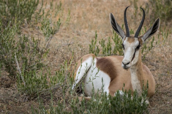 Springbok laying in the grass in the Kgalagadi Transfrontier Park, South Africa, Africa