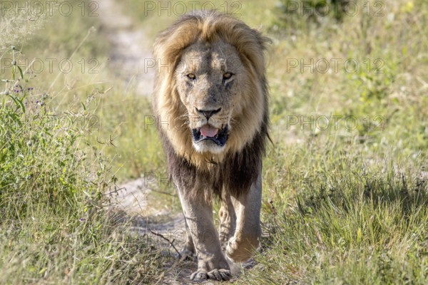 Big male Lion walking towards the camera in the Chobe National Park, Botswana, Africa