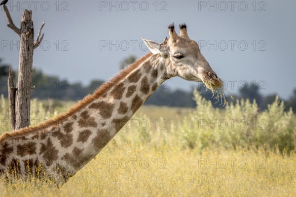 A Giraffe sitting in the grass in the Okavango Delta, Botswana, Africa