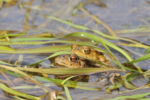 Common toads (Bufo bufo)