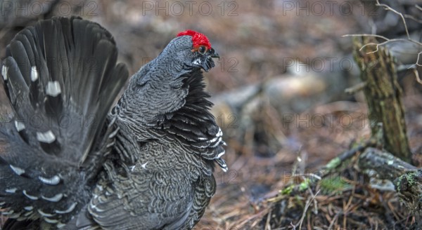Fir grouse (Canachites canadensis)