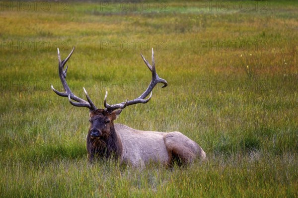 Wapiti in Beautiful autumn landscape scene in mountain in background in Jasper National Park west Canada