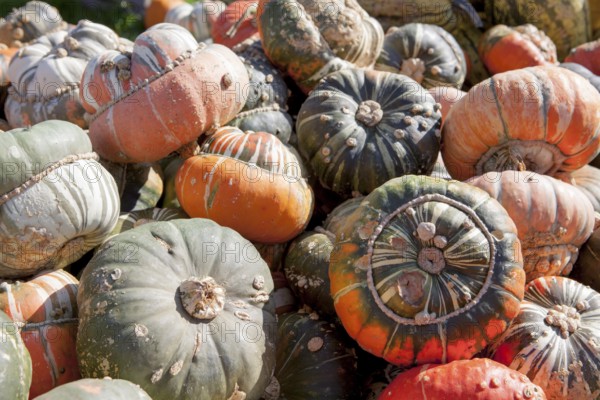 Turk's Turban Pumpkin, (Cucurbita maxima), Türken-Turban oder Bischofsmütze, Speisekürbis