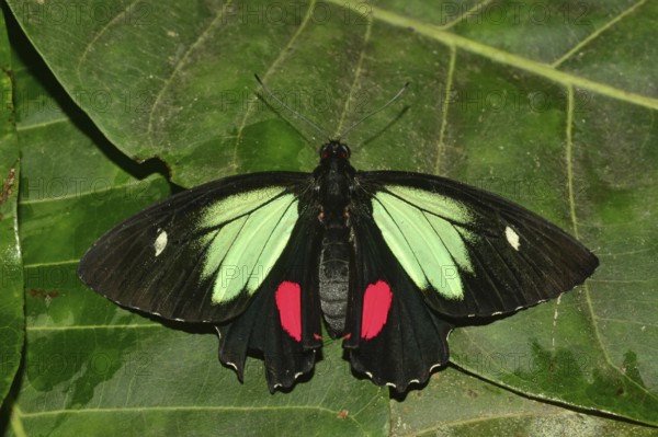 Green-cell cattle heart (Parides childrenae)