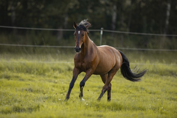 Brown Andalusian gelding galloping in the meadow, Germany, Europe