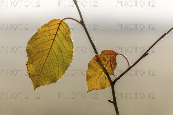 Red dead leaf on a branch in autumn.