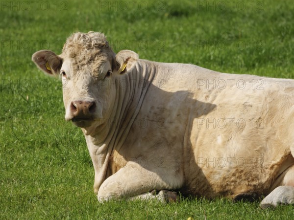 A white bull lies relaxed on a green meadow in the sunshine, borken, münsterland, germany