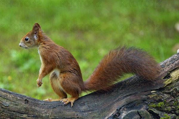 Squirrel standing on tree trunk looking left