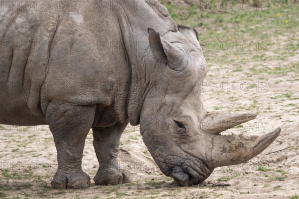 Southern white rhinoceros (Ceratotherium simum simum) . Critically endangered animal species
