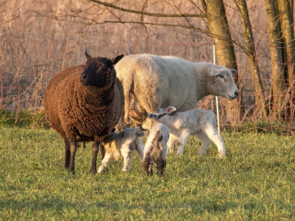 Flock of sheep with lambs on a green meadow near trees, Borken, münsterland, Germany, Europe