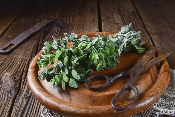 Aromatic oregano (Origanum vulgare)