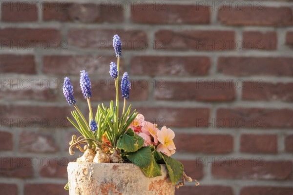 Spring pot with grape hyacinths and primroses in front of a brick wall, Borken, Münsterland, Germany, Europe