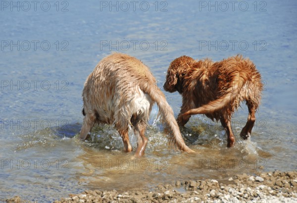 Two wet Golden Retriever young dog bathing in the river