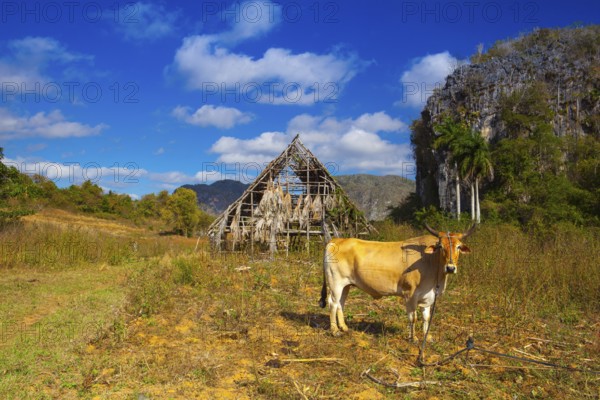 Famous Cuba farmland tobacco area, Valley de Vinales, Pinar del Rio, Cuba.Traditional drying shed tobacco plantation