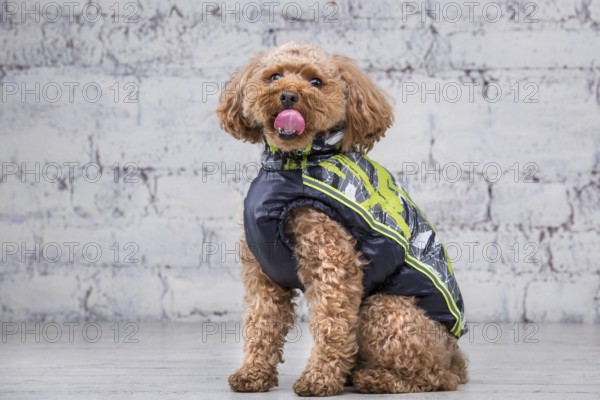 Small funny dog of brown colour with curly hair of toy poodle breed posing in clothes for dogs. Subject accessories and fashionable outfits for pets. Stylish overalls, suit for cold weather for animal