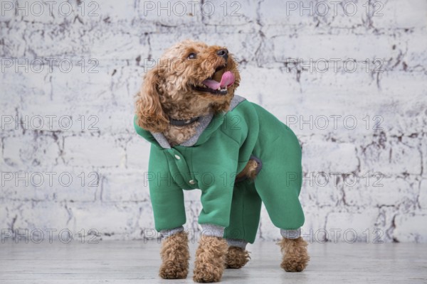 Small funny dog of brown colour with curly hair of toy poodle breed posing in clothes for dogs. Subject accessories and fashionable outfits for pets. Stylish overalls, suit for cold weather for animal