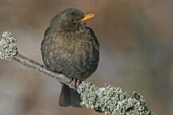 Blackbird (Turdus merula), one, individual, biotope, habitat, perch, garden, Neuhofen, Rhineland-Palatinate, Federal Republic of Germany